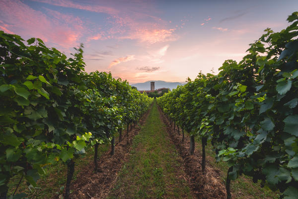 Summer season in Franciacorta, Lombardy district, Brescia province, Italy, Europe.