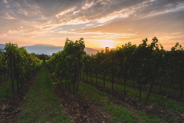 Summer season in Franciacorta, Lombardy district, Brescia province, Italy, Europe.