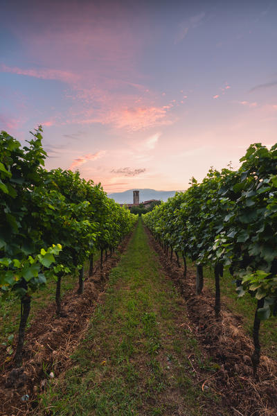 Summer season in Franciacorta, Lombardy district, Brescia province, Italy, Europe.