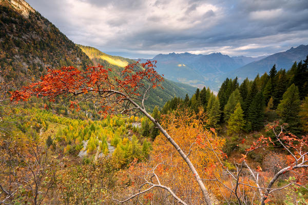 Autumn season in Aviolo lake in Adamello park, Lombardy district, Brescia province, Italy, Europe