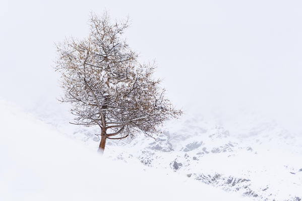 Winter season in Stelvio national park in Camonica valley, Lombardy district, Brescia province, Italy.