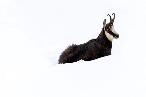 Chamois in Winter season in Stelvio national park in Camonica valley, Lombardy district, Brescia province, Italy.