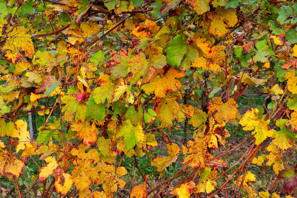 Autumn colors and Foliage in Franciacorta, Brescia province in Lombardy district, Italy.