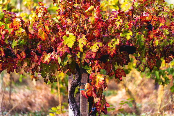 Autumn colors and Foliage in Franciacorta, Brescia province in Lombardy district, Italy.