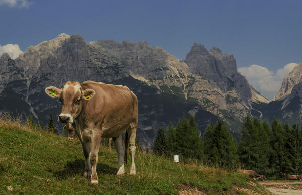 Montanel, Scodavacca fork, Vedorcia, Spalti di Toro, Dolomites, Belluno, Veneto, Italy. Cow at Vedorcia