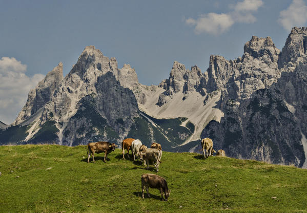 Vedorcia and Spalti di Toro, Dolomites, Belluno, Veneto, Italy. Cows at Vedorcia