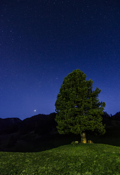 St. Veit, Braies, Croda del Becco, Seekofel, Dolomites, South Tyrol, Italy. Solitaire tree at St. Veit