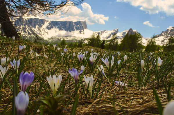 Lastoi de Formin, Cortina d'Ampezzo, Dolomiti, Dolomites, Veneto, Italy. Cinque Torri