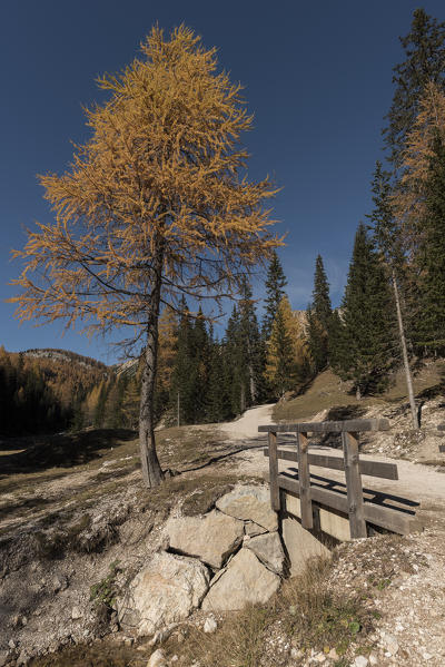 Ra Stua, Cortina d'Ampezzo, Dolomiti, Dolomites, Veneto, Italy. Fence on path