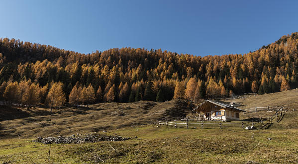 Cianpo de Crosc, Dolomiti d'Ampezzo Natural Park, Cortina d'Ampezzo, Belluno, Veneto, Italy. Autumn at Cianpo de Crosc