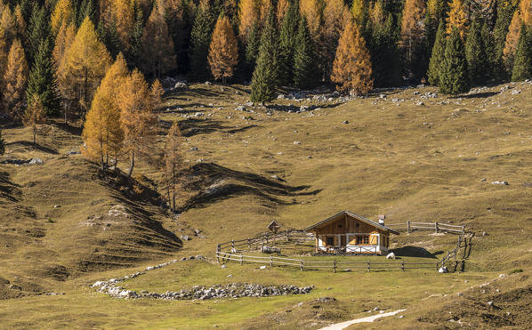 Cianpo de Crosc, Dolomiti d'Ampezzo Natural Park, Cortina d'Ampezzo, Belluno, Veneto, Italy. Autumn at Cianpo de Crosc
