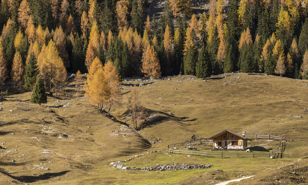 Cianpo de Crosc, Dolomiti d'Ampezzo Natural Park, Cortina d'Ampezzo, Belluno, Veneto, Italy. Cianpo de Crosc