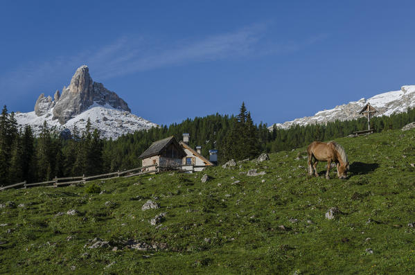 Federa, Becco di mezzodi, Cortina d'Ampezzo, Dolomiti, Dolomites, Veneto, Italy. Horse at Federa