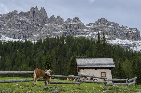 Federa, Becco di mezzodi, Cortina d'Ampezzo, Dolomiti, Dolomites, Veneto, Italy. Cow at Federa