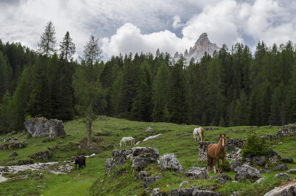 Croda da Lago, Becco di mezzodi, Cortina d'Ampezzo, Dolomiti, Dolomites, Veneto, Italy. Croda da Lago