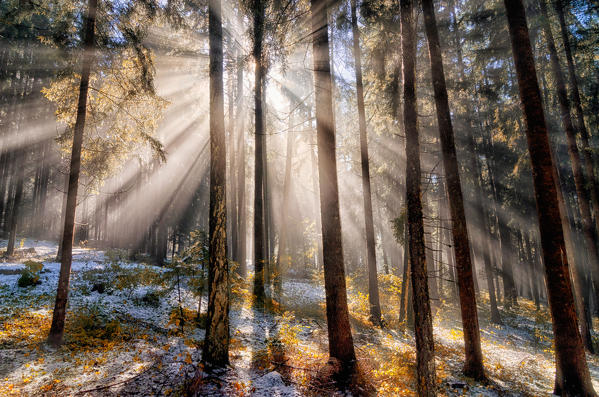 italy, trentino Alto Adige, Non valley, Sun rays in forest.