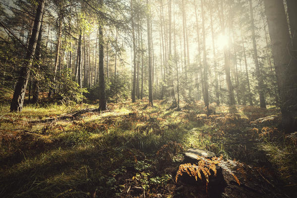 Europe, italy, trentino Alto Adige, Trento, Non valley. Autumn mood in a forest