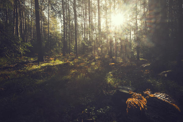 italy, trentino Alto Adige, Non valley, light in forest in a autumn day.