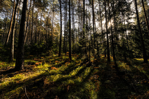 italy, trentino Alto Adige, Non valley, light in forest in a autumn day.