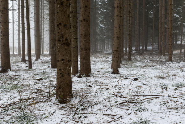 fog among the trees in a winter day, Non Valley, Trentino Alto Adige, Italy