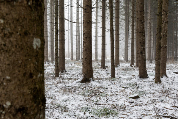 fog among the trees in a winter day, Non Valley, Trentino Alto Adige, Italy