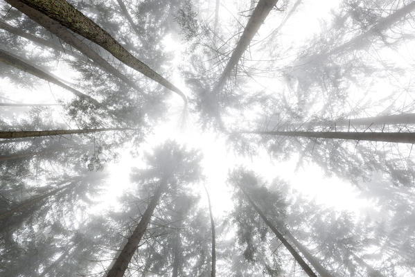 fog among the trees in a winter day, Non Valley, Trentino Alto Adige, Italy