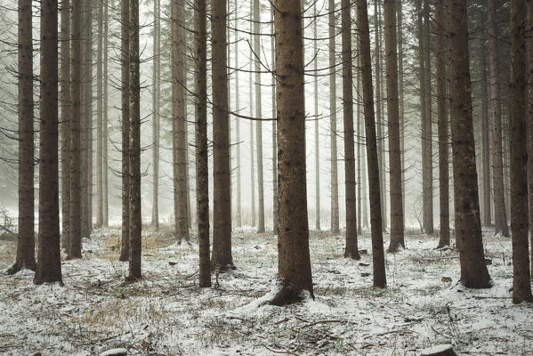 fog among the trees in a winter day, Non Valley, Trentino Alto Adige, Italy