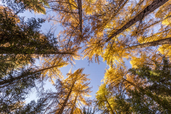 Surrounded by autumn trees,Cortina d'Ampezzo,Belluno district,Veneto,Italy,Europe