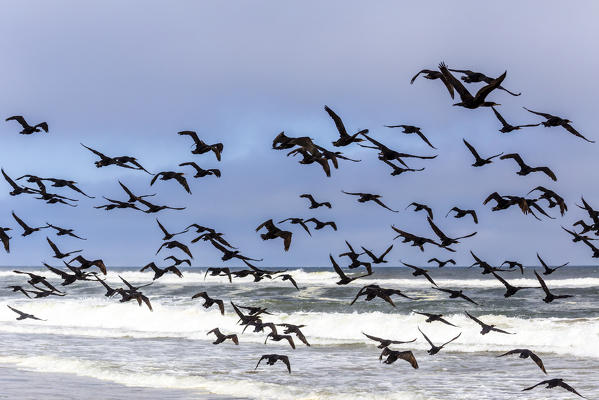 Flock of cormorants fly away from the beach,Sandwich harbour,Walvis Bay,Namibia,Africa