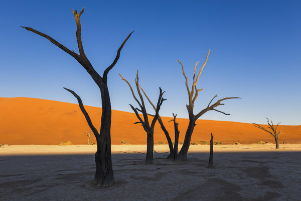 Dead acacia trees and sand dunes,Deadvlei clay pan,Namib Naukluft national park,Namibia,Africa