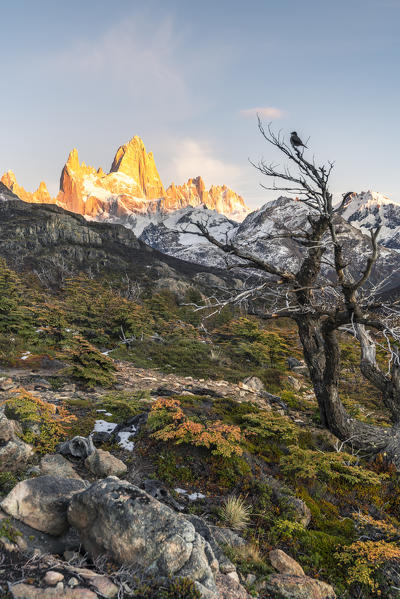 Fitz Roy range peaks with tree in autumnal landscape at dawn. El Chalten, Santa Cruz province, Argentina.