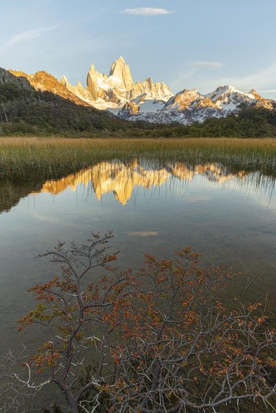 Fitz Roy reflection at dawn from Mirador Fitz Roy, with trees in the foreground. El Chalten, Santa Cruz province, Argentina.