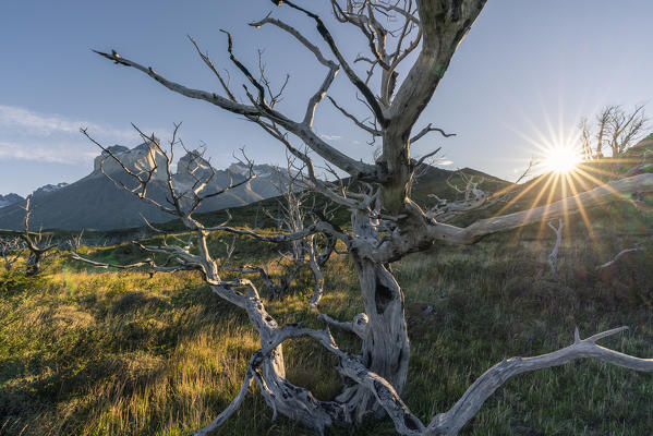 Dead trees with Paine Horns in the background in autumn. Torres del Paine National Park, Ultima Esperanza province, Chile.