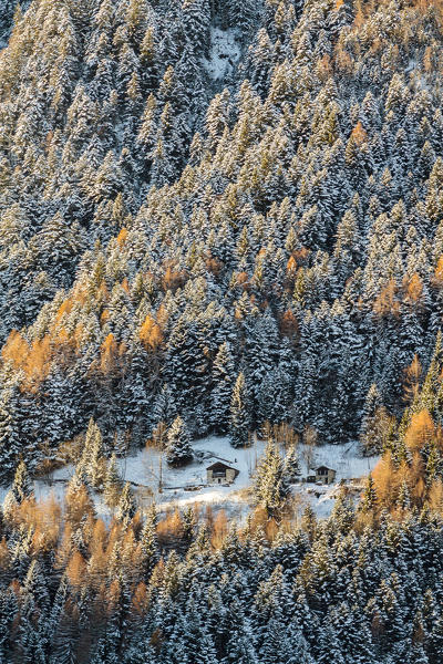 Chalet in a snowy woods, Orobie Alps, Valtellina, Lombardy, Italy.