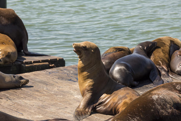 Sea lions at Pier 39. San Francisco, Marin County, California, USA.