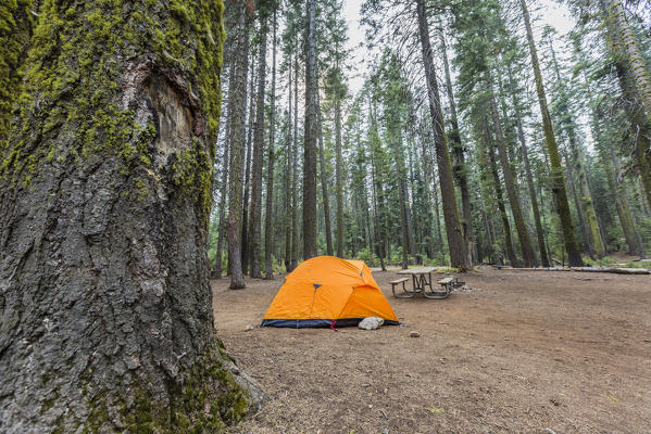 Orange tent in Crane Flat campground. Yosemite National Park, California, USA.