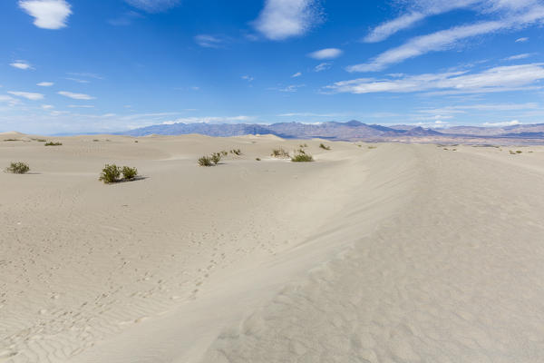 Desert landscape with bushes. Death Valley National Park, Inyo County, California, USA.