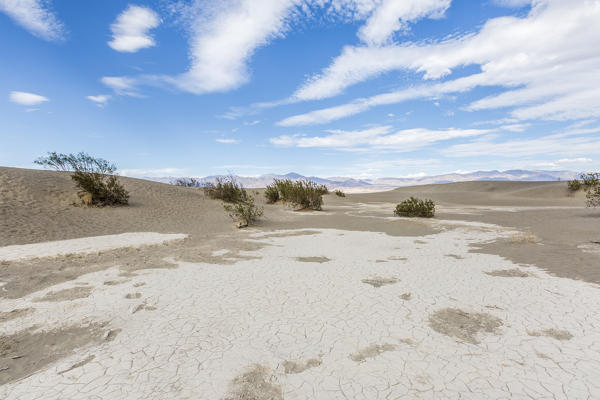 Desert landscape with bushes. Mesquite Flat Sand Dunes, Death Valley National Park, Inyo County, California, USA.