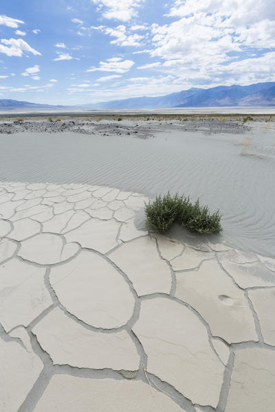 Desert landscape with bush and lines on dry sand. Death Valley National Park, Inyo County, California, USA.