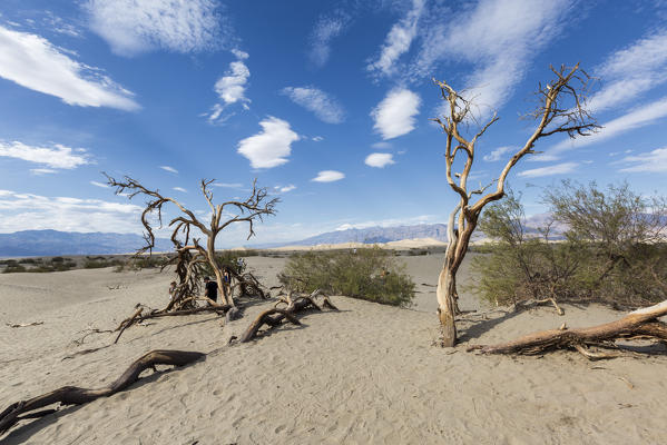 Desert landscape with trees. Mesquite Flat Sand Dunes, Death Valley National Park, Inyo County, California, USA.