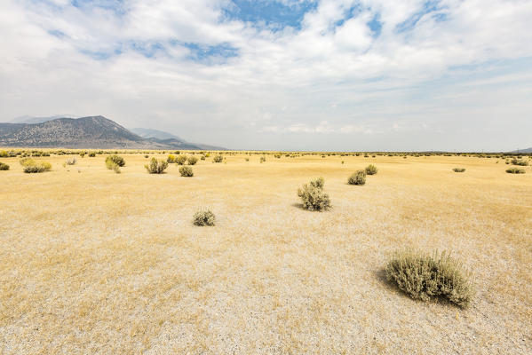 Desert landscape with bushes. Mono County, California, USA.