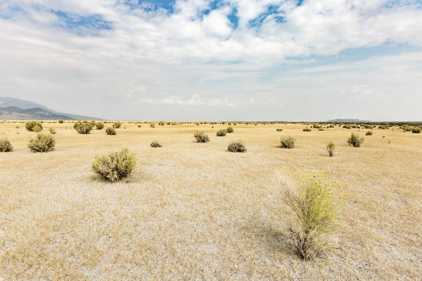 Desert landscape with bushes. Mono County, California, USA.