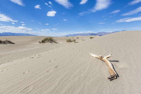 Desert landscape with bushes and log. Mesquite Flat Sand Dunes, Death Valley National Park, Inyo County, California, USA.