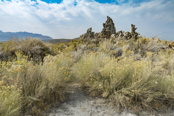 Yellow flowers and tufa formations. Mono Lake, Mono County, California, USA.