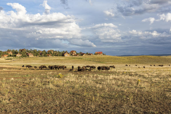 Rural landscape with bisons. Utah, USA.