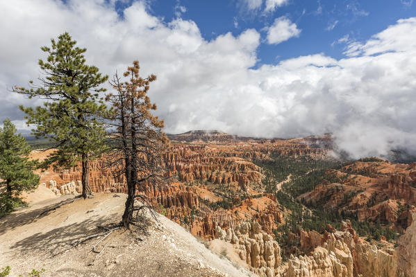 Hoodoos landscape and trees from Inspiration Point. Bryce Canyon National Park, Garfield County, Utah, USA.