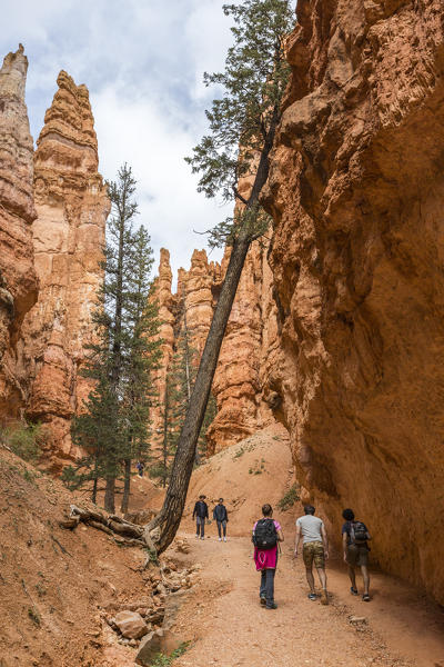 Hikers on Navajo Loop Trail. Bryce Canyon National Park, Garfield County, Utah, USA.