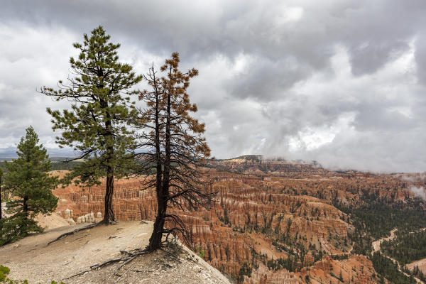 Hoodoos landscape and trees from Inspiration Point. Bryce Canyon National Park, Garfield County, Utah, USA.