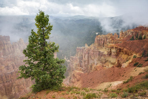 Black Birch Canyon. Bryce Canyon National Park, Garfield County, Utah, USA.