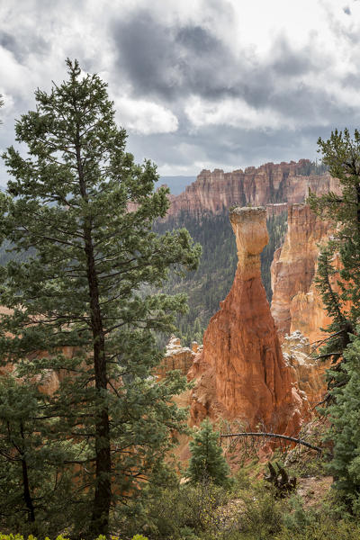 Black Birch Canyon. Bryce Canyon National Park, Garfield County, Utah, USA.